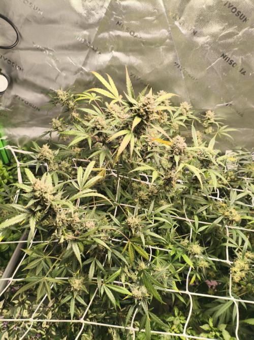 Super Crasher Wedding. Week 12