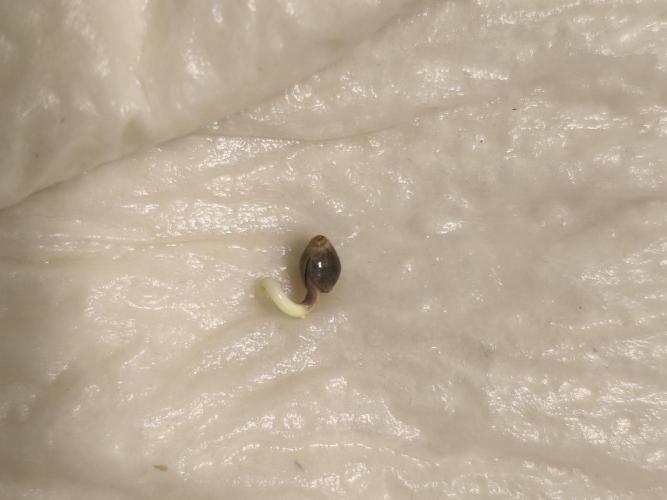 Tangerine Dream. Week 0 - 19.11.2025