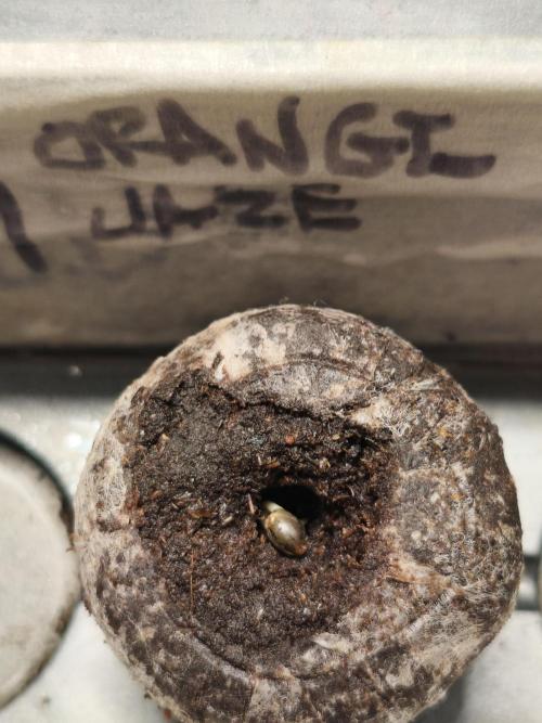 Orange Haze. Week 0 - 21.11.2025