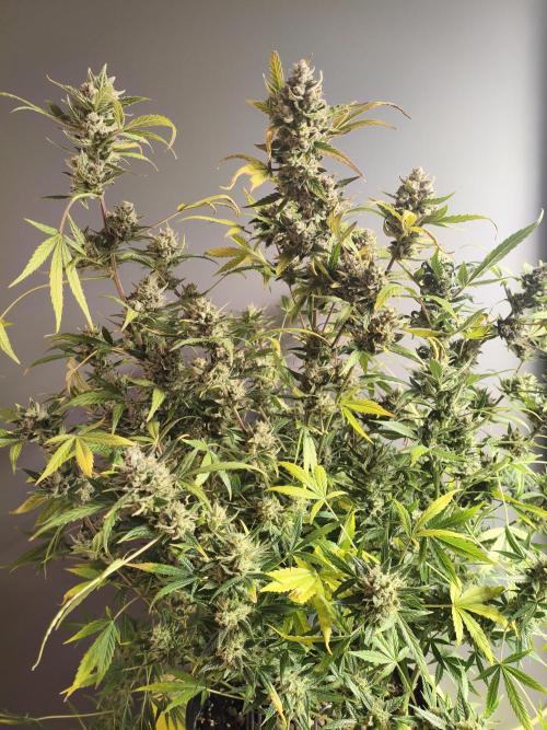 Super Crasher Wedding. Week 13 - LAST PIC