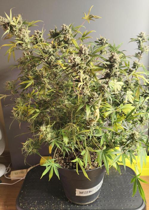 Super Crasher Wedding. Week 13