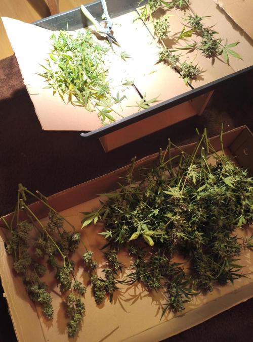 Super Crasher Wedding. Week 13 - 23.11.2025