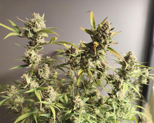 Super Crasher Wedding. Week 13