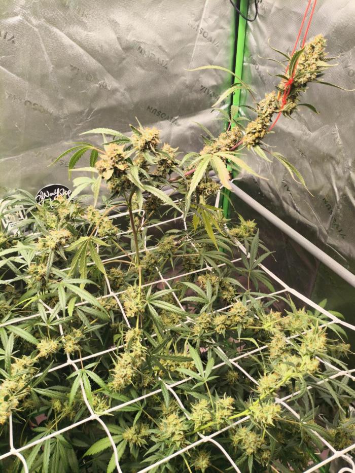 Walter White Truffle. Week 13 - 28.11.2025