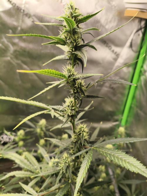 Walter White Truffle. Week 14