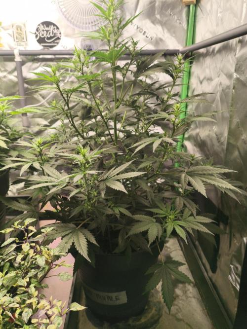 Walter White Truffle. Week 14