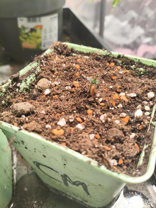 Cereal Milk. Week 1 - 29.11.