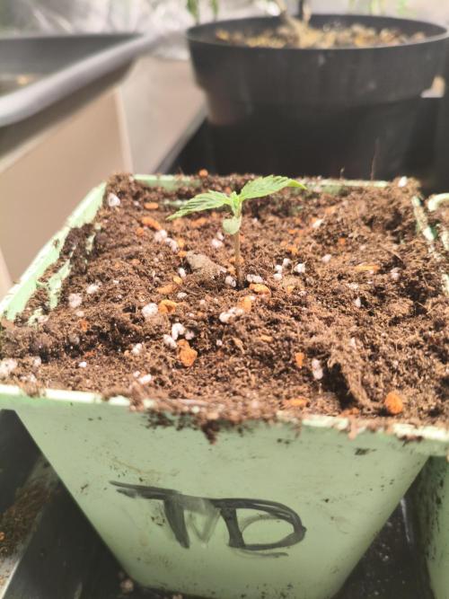 Tangerine Dream. Week 1 - 29.11.