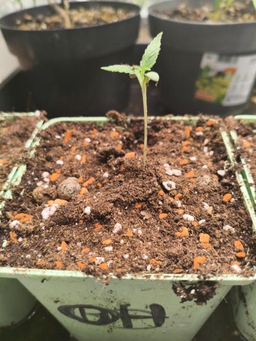 Orange Haze. Week 1 - 29.11.