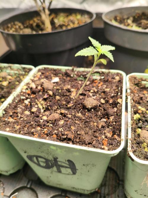 Orange Haze. Week 1 - 4.12