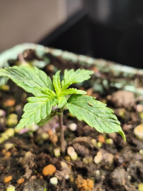 Tangerine Dream. Week 1