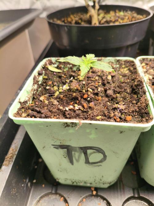 Tangerine Dream. Week 1 - 4.12.