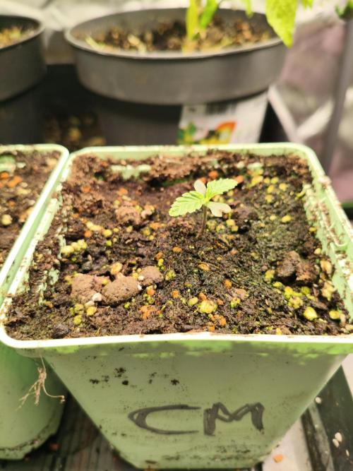 Cereal Milk. Week 1 - 4.12.