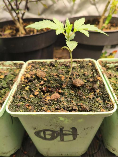 Orange Haze. Week 2 - 7.12.