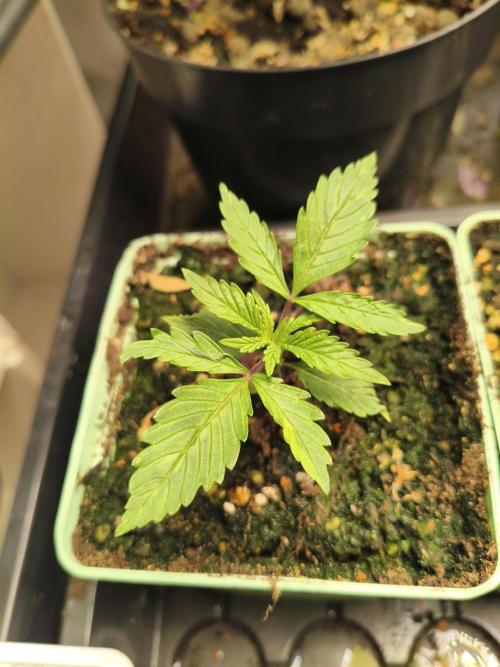 Tangerine Dream. Week 2