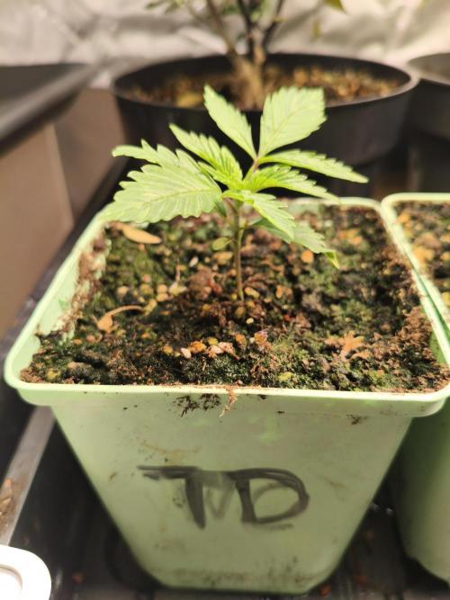 Tangerine Dream. Week 2 - 07.12.