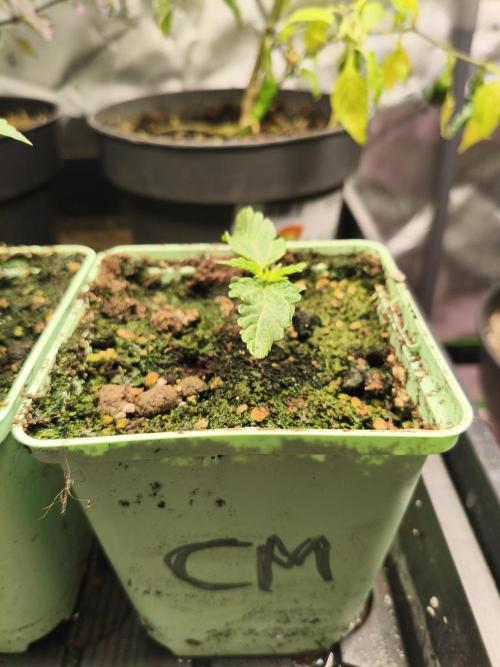 Cereal Milk. Week 2 - 07.12.