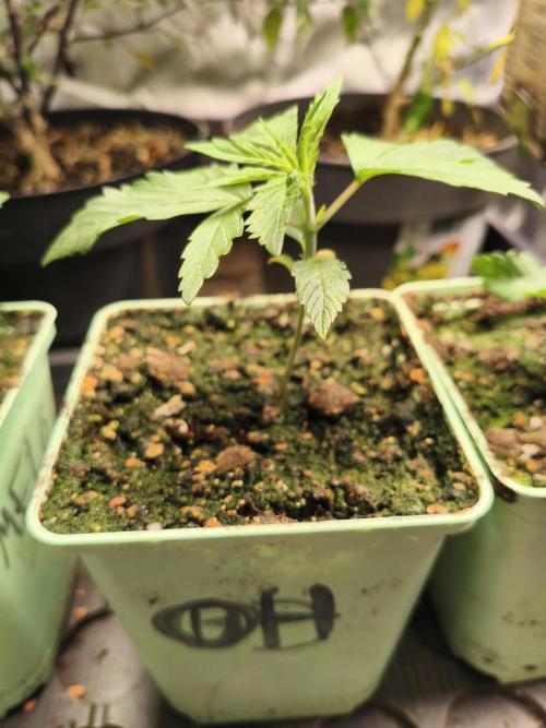 Orange Haze. Week 2 - 9.12.