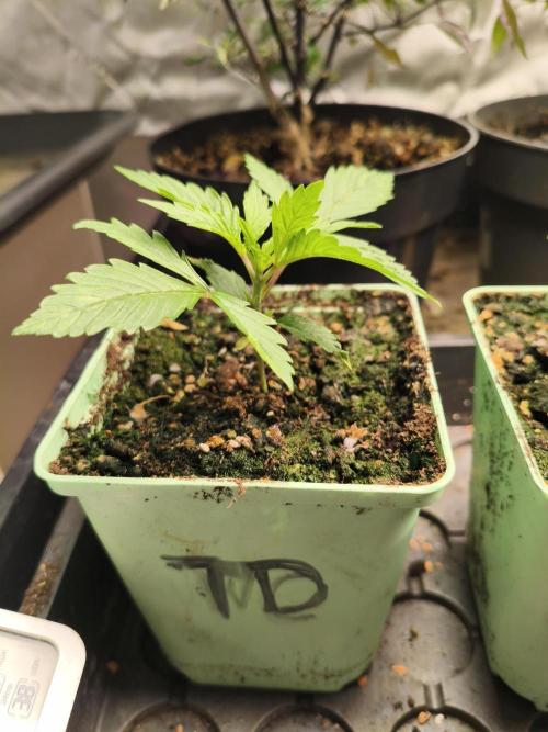 Tangerine Dream. Week 2 - 9.12.