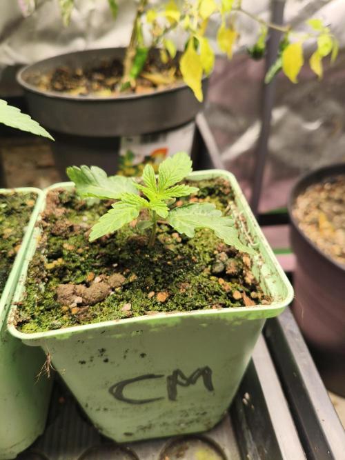 Cereal Milk. Week 2 - 9.12.