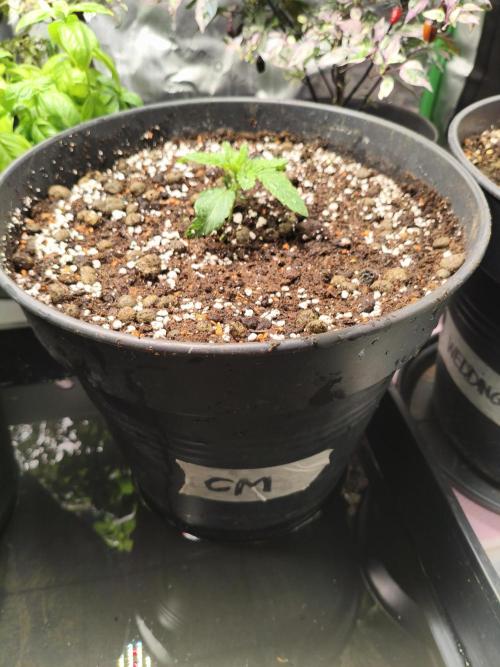 Cereal Milk. Week 3 - 10.12.