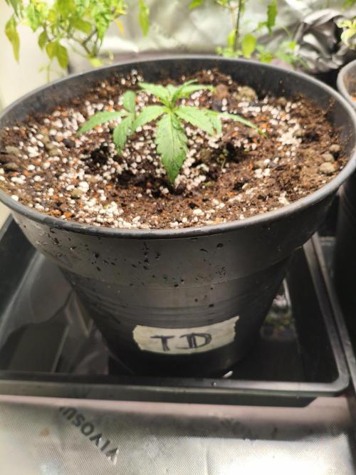 Tangerine Dream. Week 3 - 10.12.