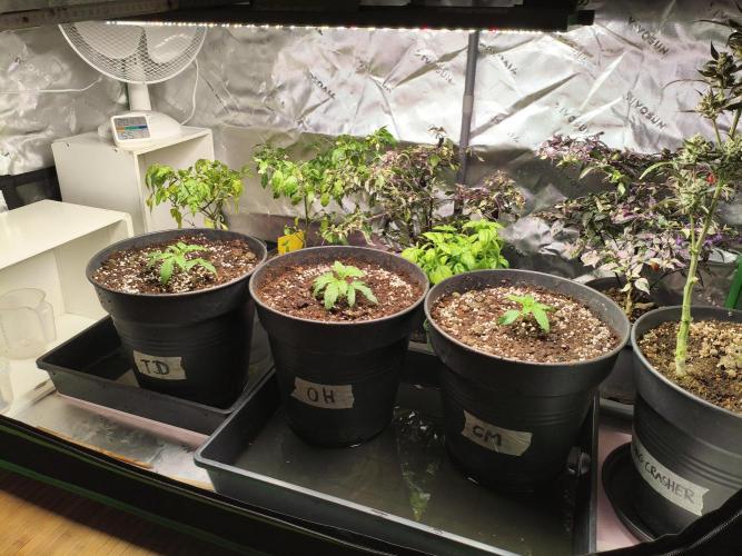 Orange Haze. Week 3 - new shoes
