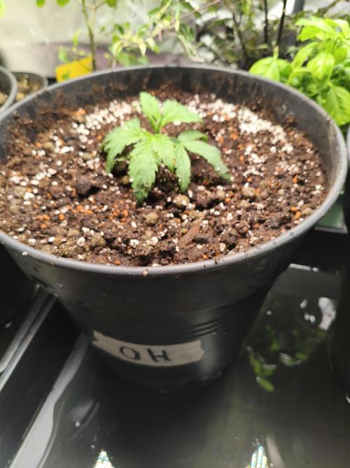 Orange Haze. Week 3 - 10.12.