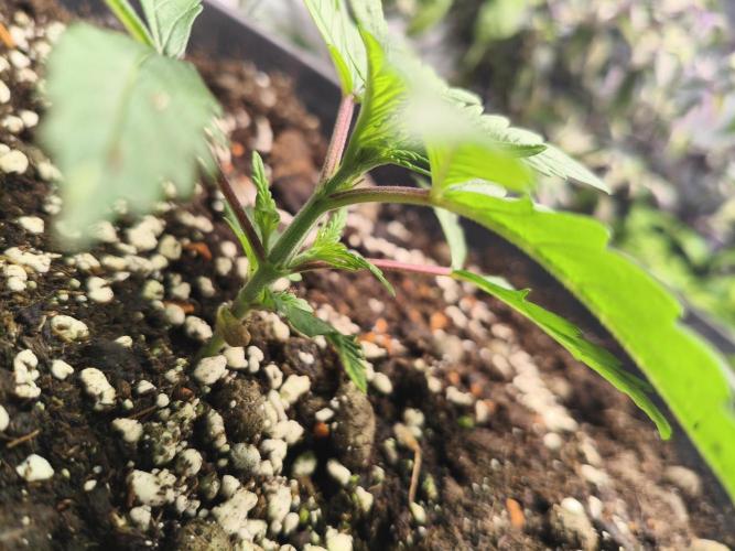 Tangerine Dream. Week 3