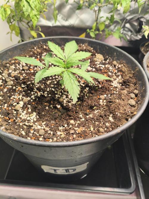 Tangerine Dream. Week 3 - 12.12.