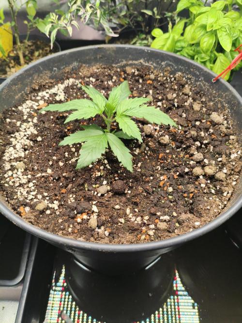 Orange Haze. Week 3 - 12.12.