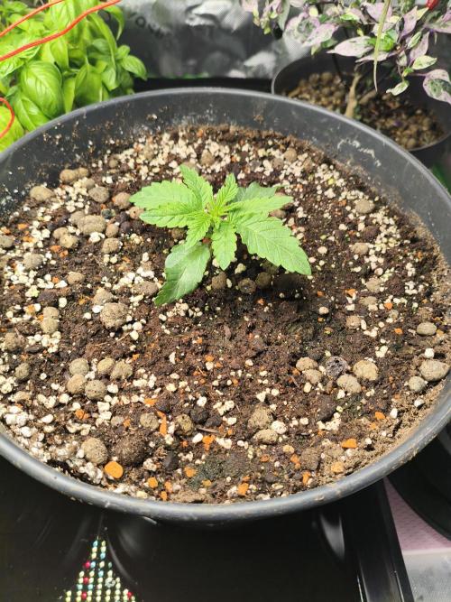 Cereal Milk. Week 3 - 12.12.