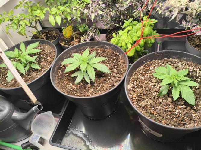 Tangerine Dream. Week 3 - 14.12.