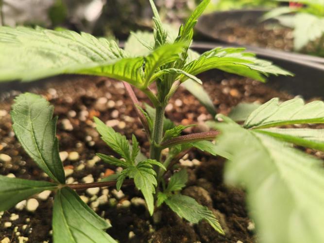 Tangerine Dream. Week 3