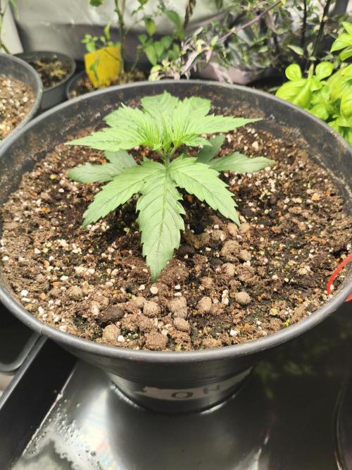 Orange Haze. Week 3 - 14.12.