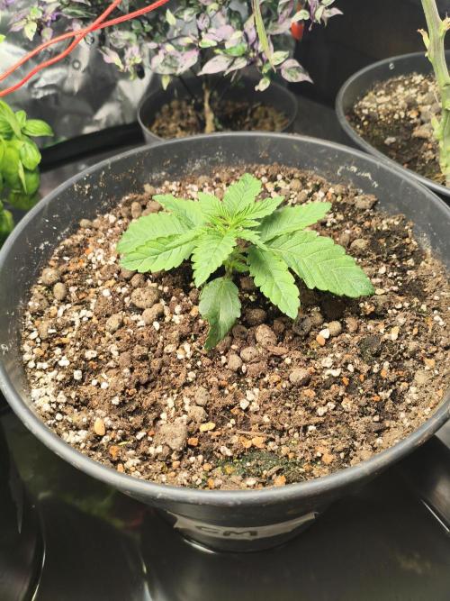 Cereal Milk. Week 3 - 14.12.