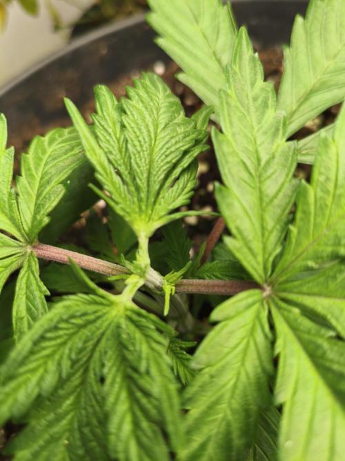 Tangerine Dream. Week 4 - AFTER TOPPING