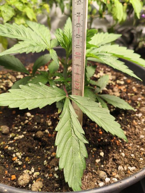 Tangerine Dream. Week 4