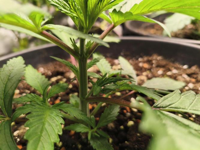 Tangerine Dream. Week 4 - its time