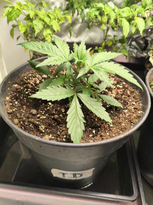 Tangerine Dream. Week 4 - 15.12.