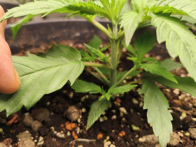 Orange Haze. Week 4 - needs more time 