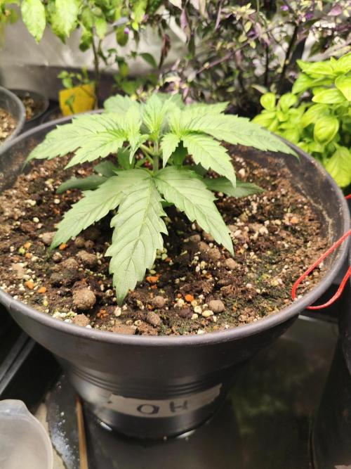 Orange Haze. Week 4 - 15.12.