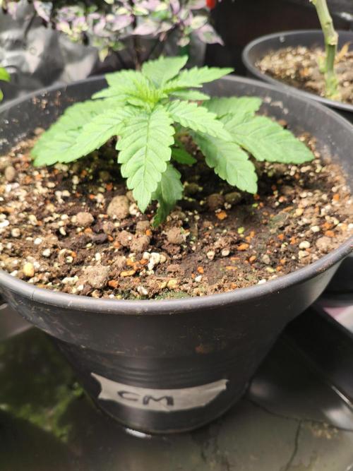 Cereal Milk. Week 4 - 15.12.