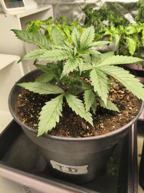 Tangerine Dream. Week 4 - 17.12.