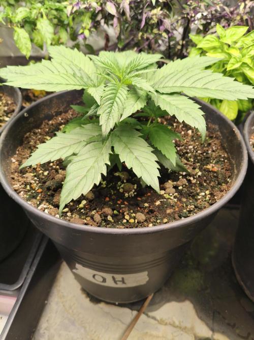 Orange Haze. Week 4 - 17.12.