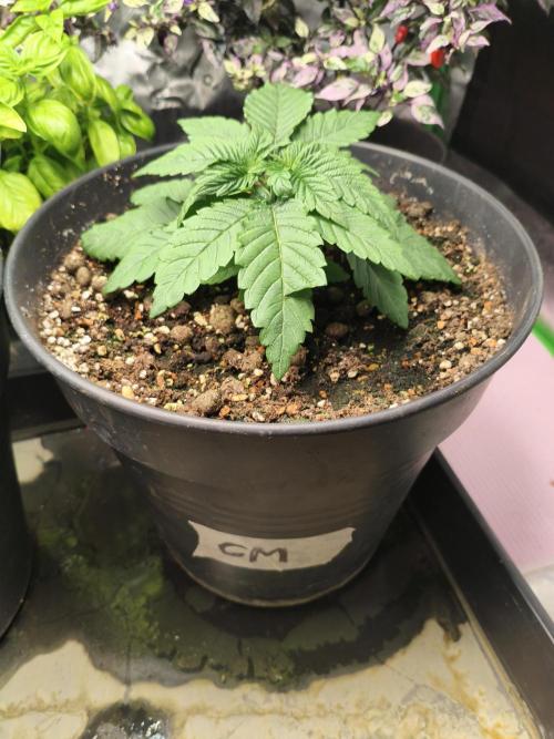 Cereal Milk. Week 4 - 17.12.