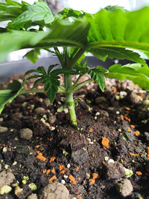 Cereal Milk. Week 4 - 18.12.