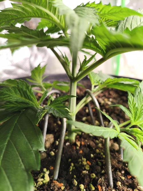 Orange Haze. Week 4 - 18.12.