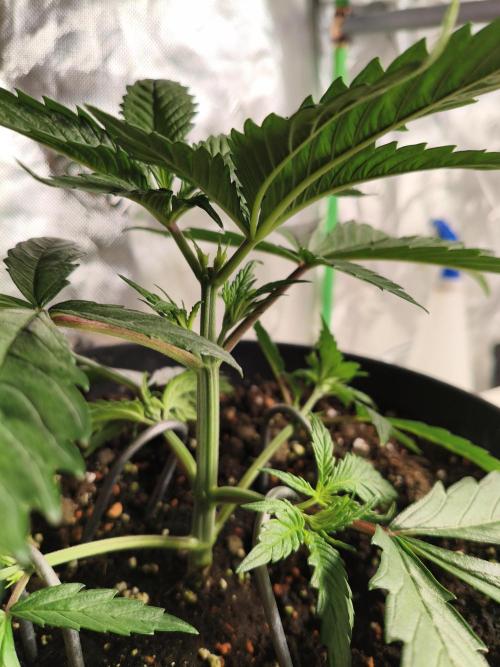 Tangerine Dream. Week 4 - 18.12.