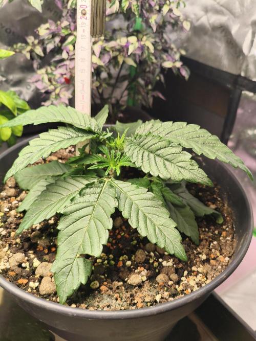 Cereal Milk. Week 4 - 21.12